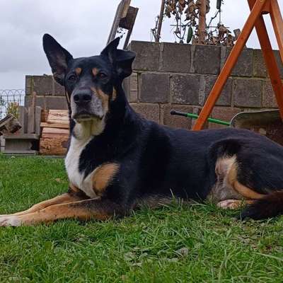 Hundetreffen-Hunde Opa (9)-Bild