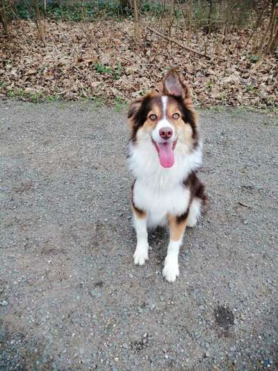 Hundeschulen-Hundeschule dog aktiv Frank Sander-Bild