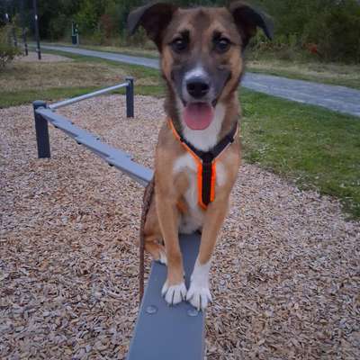 Hundetreffen-Social Walk und Spiel date-Bild