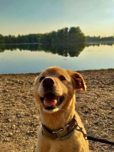 Hundetreffen-Hugo bittet um Begleitung-Bild
