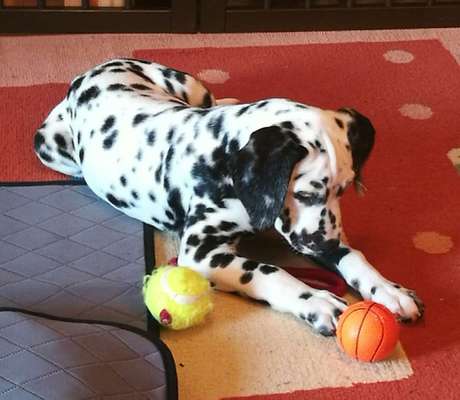 Hundetreffen-Welpen Treffen in Ühlingen-Birkendorf-Bild