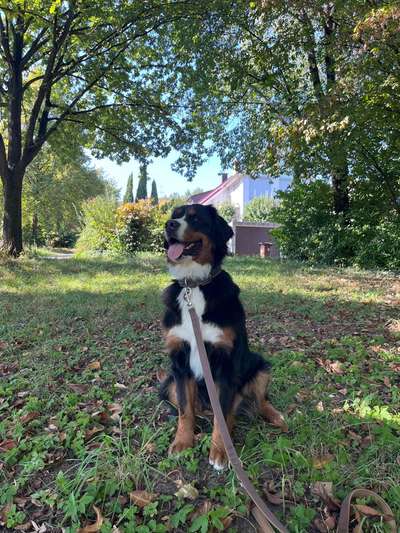 Berner Sennen-Beitrag-Bild