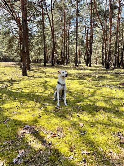 Hundetreffen-Entspannte Spaziergänge im Grünen-Bild