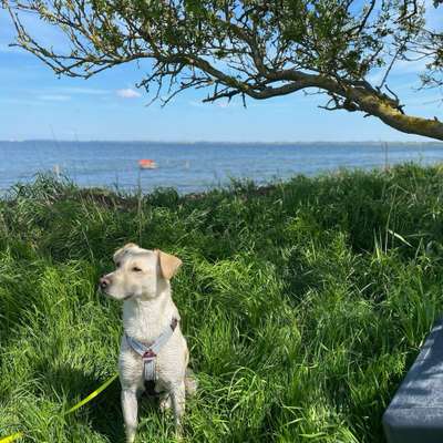 Hundetreffen-Social walk/Spielen/trainieren-Bild