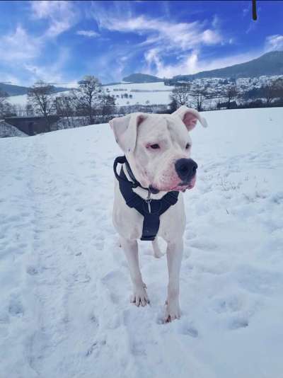 Dogo Argentino Freunde-Beitrag-Bild