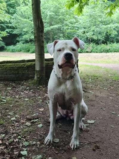 Dogo Argentino Freunde-Beitrag-Bild