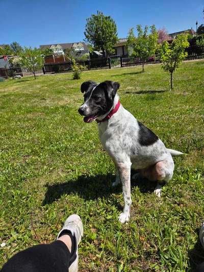 Hundetreffen-Spiel und Spazierrunde Marienthal-Bild