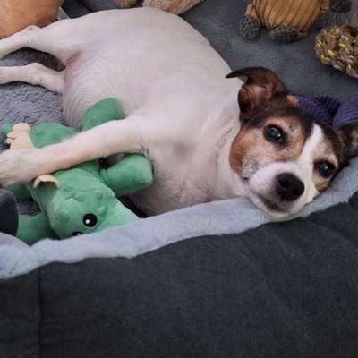 aktuelles Foto Gruppe Backen für Hunde