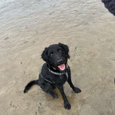 Hundetreffen-Gassirunden, Spieltreffen o.ä. :-)-Bild