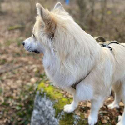 Hundetreffen-Gemeinsamer Spaziergang-Bild