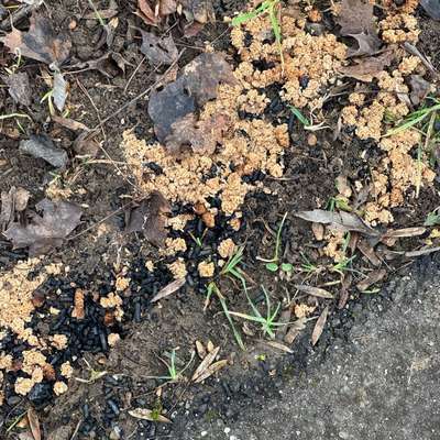 Giftköder-Schwarze Körner, Getreide-Bild