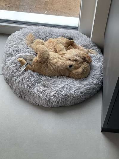 Hundetreffen-Spiel,-Gassitreffen-Bild