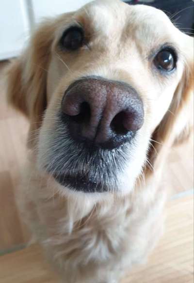 Wo sind die Golden Retriever Liebhaber?-Beitrag-Bild