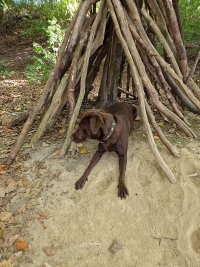 Hundetreffen-Treffen zum Spaziergang und Spiel-Bild