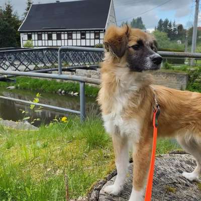 Die Dogorama Kalender Challenge Teil 1/4-Beitrag-Bild