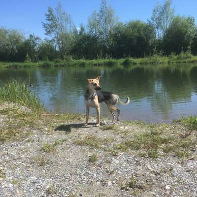 Hundetreffen-Spaziergang an der Leine ohne Kontakt-Bild