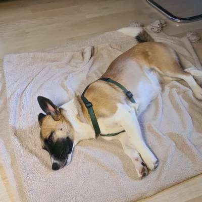 Hundetreffen-Toben-Bild