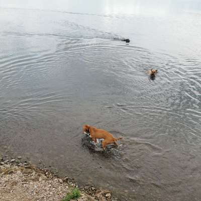 Hundetreffen-Welpen - / Hundetreff-Bild