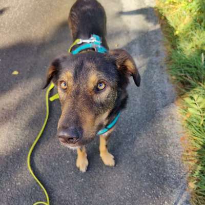 Hundetreffen-Kleine Runden als Social Walk-Bild