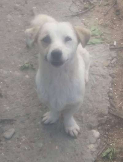 Auslandstierschutz-Beitrag-Bild