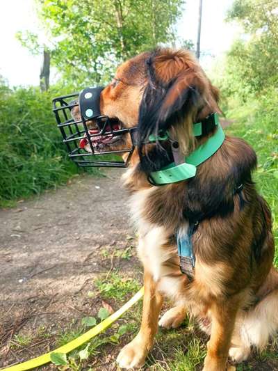 Maulkorb rauf - Vorurteile runter-Beitrag-Bild