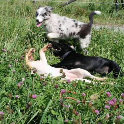 Hundetreffen-Welpengruppe Imst-Bild