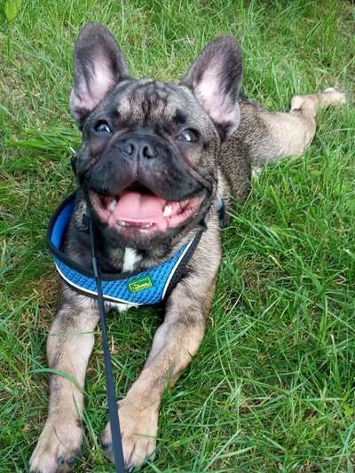 Die Dogorama Kalender Challenge 4/4-Beitrag-Bild