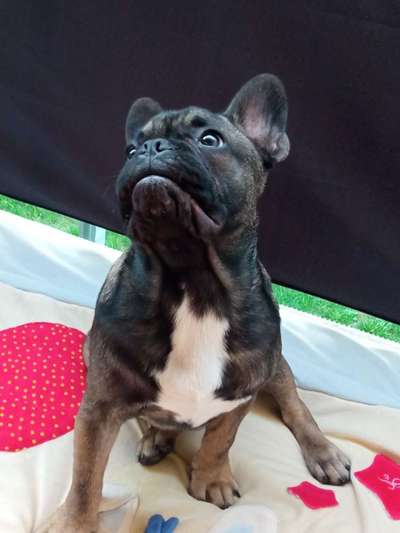 Die Dogorama Kalender Challenge 4/4-Beitrag-Bild