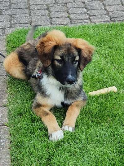 Welpen Bilder !-Beitrag-Bild