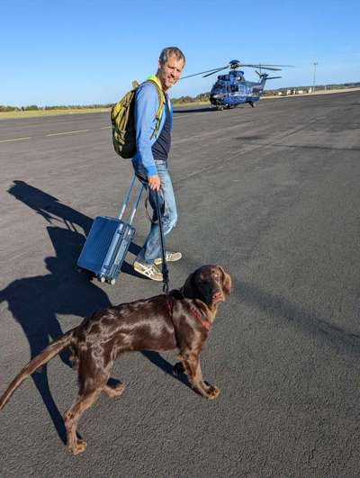Flat Coated Retriever-Beitrag-Bild