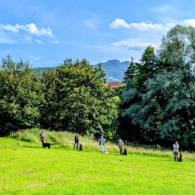 Hundetreffen-Dummy-Training-Bild