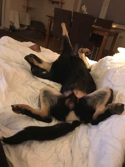 Hier ist der Spaßthread. Zum Schmunzeln und Kaputtlachen-Beitrag-Bild