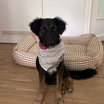 Hundetreffen-Spielgefährte gesucht-Bild