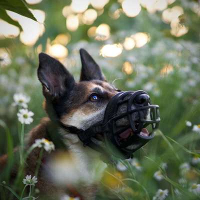 Hundeschulen-Natürlich Hund - Akademie für Mensch und Hund-Bild