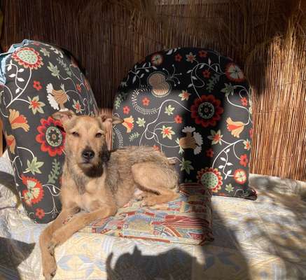 36. Handy Foto Challenge - Sonnenanbeter-Beitrag-Bild