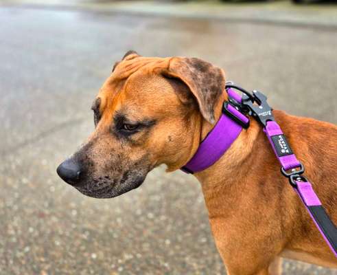 Louisiana Catahoula Leopard Dog-Beitrag-Bild