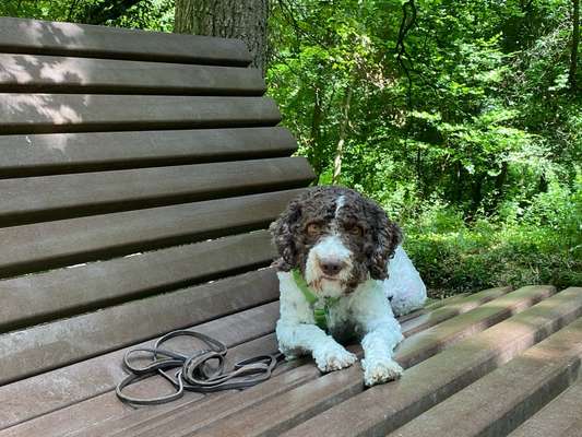 Dogorama Photo Challenge - Gassipause-Beitrag-Bild