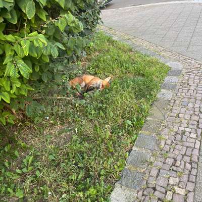 Giftköder-Toter Fuchs-Bild