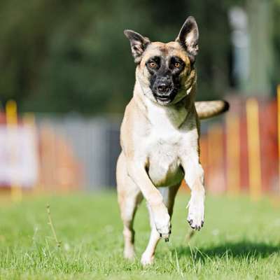 Hundetreffen-Social Walk / Trainingspartner / Gassifreunde gesucht-Bild