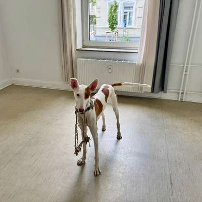 Podenco/Mischlinge hier? :-)-Beitrag-Bild