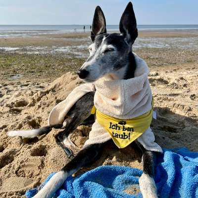 Podenco/Mischlinge hier? :-)-Beitrag-Bild