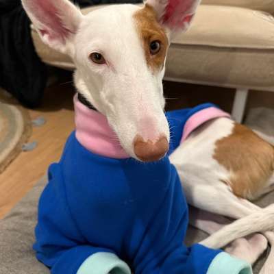 Podenco/Mischlinge hier? :-)-Beitrag-Bild