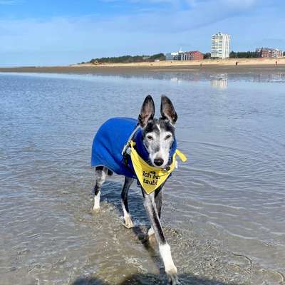 Podenco/Mischlinge hier? :-)-Beitrag-Bild