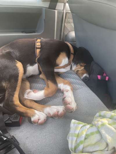 Die Dogorama Wochen Challenge-Beitrag-Bild