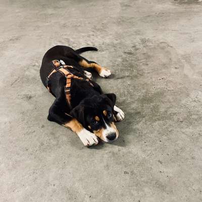 Weitere Große Schweizer Sennenhunde (oder andere große Rassen) hier?-Beitrag-Bild