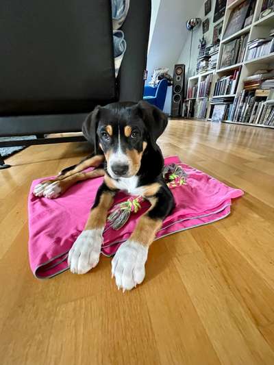 Weitere Große Schweizer Sennenhunde (oder andere große Rassen) hier?-Beitrag-Bild