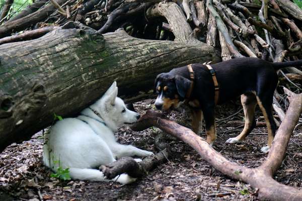 Die Dogorama Wochen Challenge "Friends will be Friends"-Beitrag-Bild