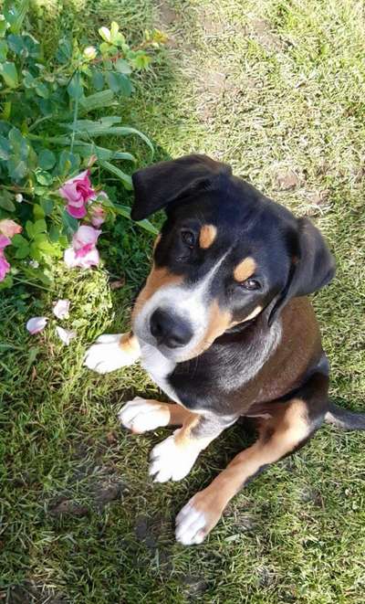 Die Dogorama Kalender Challenge Teil 3/4-Beitrag-Bild