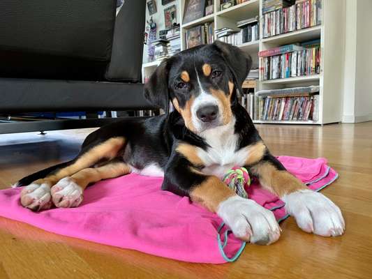 Die Dogorama Kalender Challenge Titelbild-Beitrag-Bild