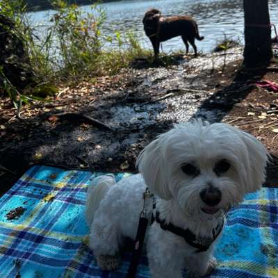 Hundetreffen-Social Walk-Bild